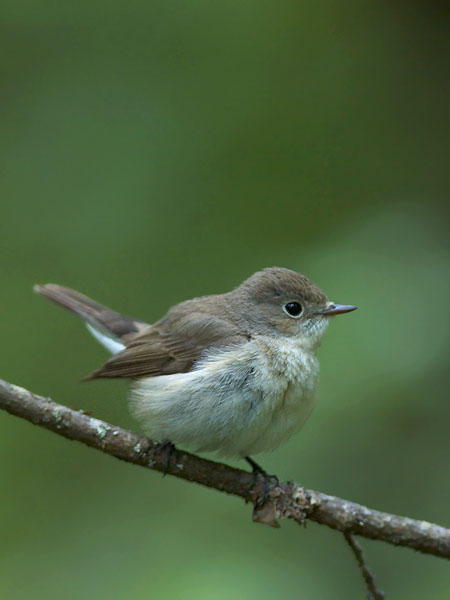Pikkusieppo, Red-breasted Flycatcher, Ficedula parva